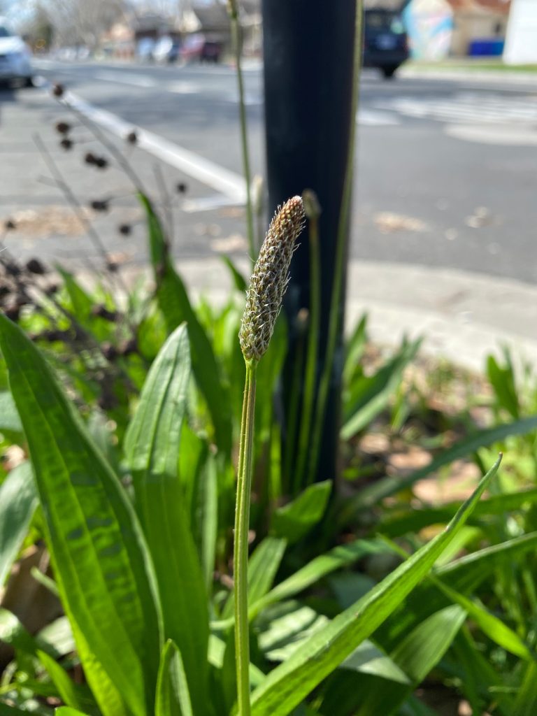 Ribwort Plantain Growing on a Neighborhood Street Corner