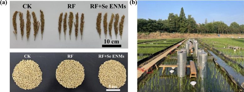 Rice Comparisons and Selenium Field Test