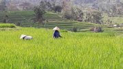 Rice Farmers Lush Green Fields
