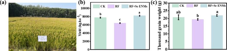 Rice Field and Fertilizer Treatment Results