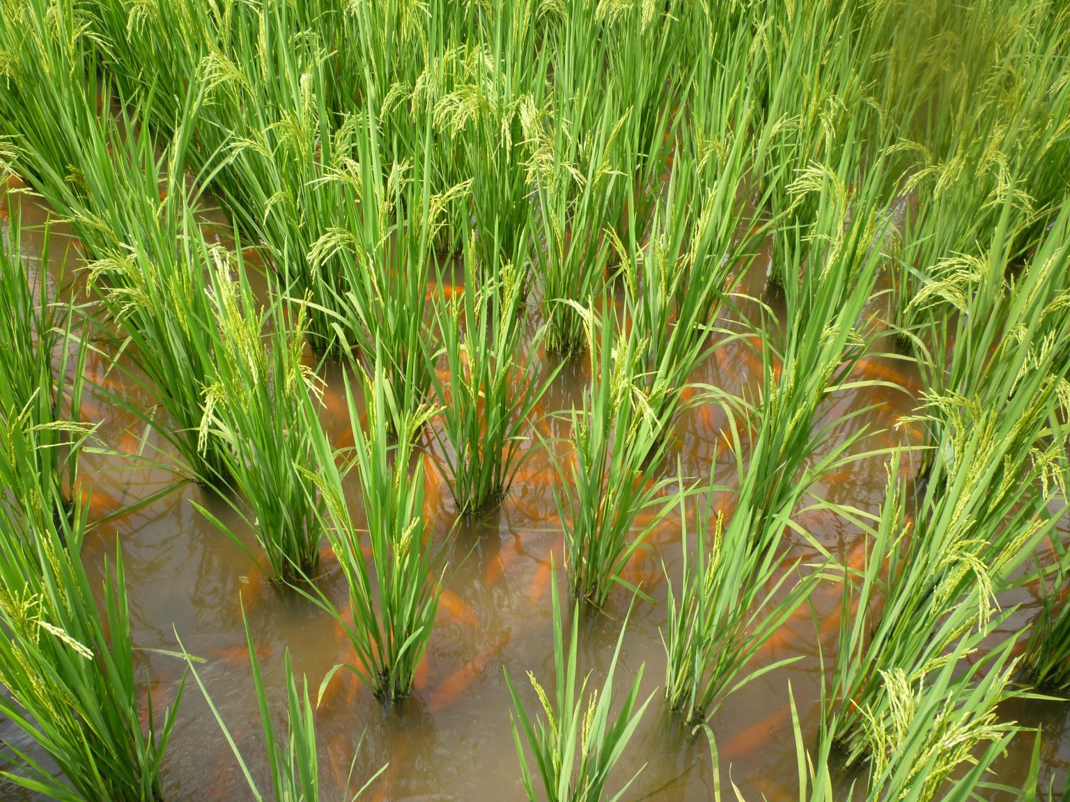 Increase Rice A Rice Idea: Old Farming Techniques Unlock New Sustainable Solutions