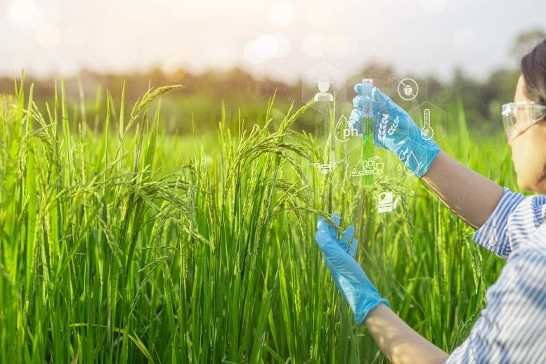 Rice Researcher Plant Scientist