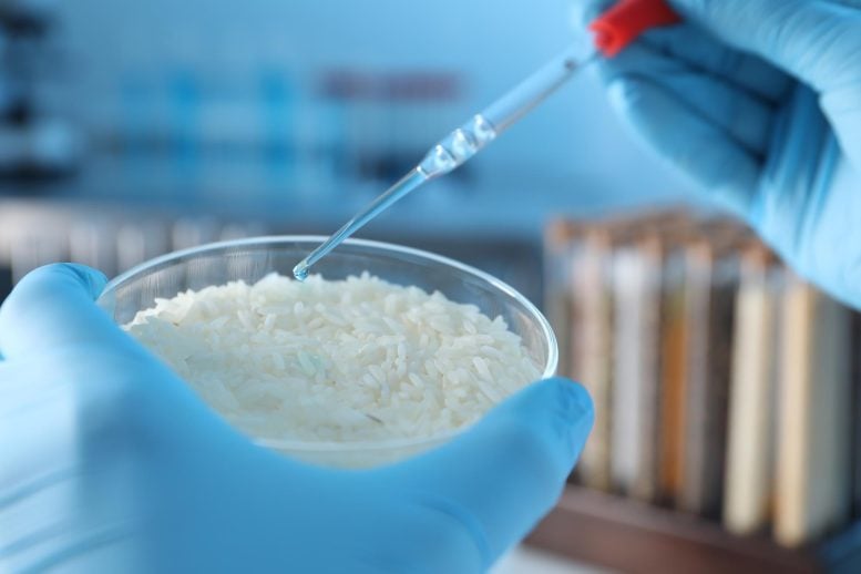 Scientists Discover Strange Property of Rice and Turn It Into a Smart Material