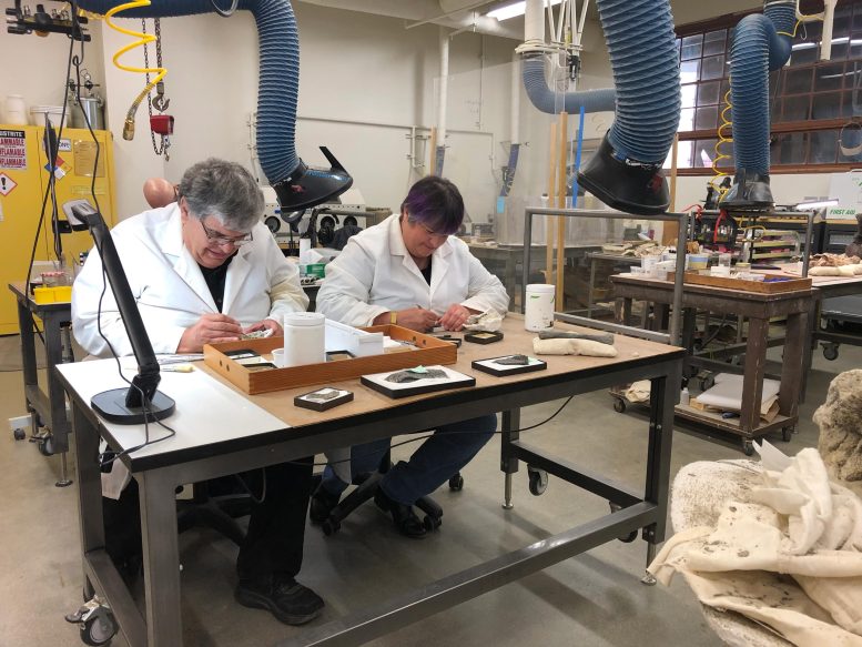 Richard Hayes and Anne Baker Hayes Preparing Hayden Quarry Ghost Ranch Fossils