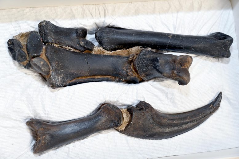 Right Hand of Nanotyrannus lancensis