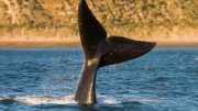 Right Whale Tail