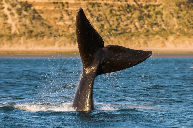 Right Whale Tail