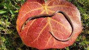 Rim Crowned Snake Leaf