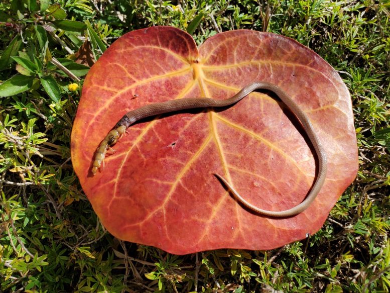 Rim Crowned Snake Leaf