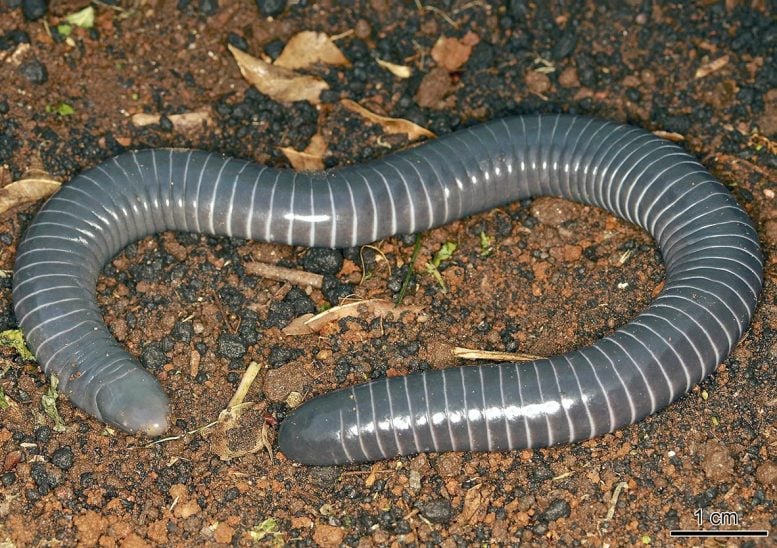 Ringed Caecilian Siphonops annulatus
