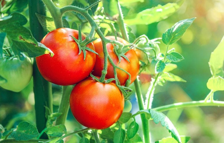 Billion-Dollar Threat: Could a Tomato From the 90s Stop a Devastating Modern Plague?