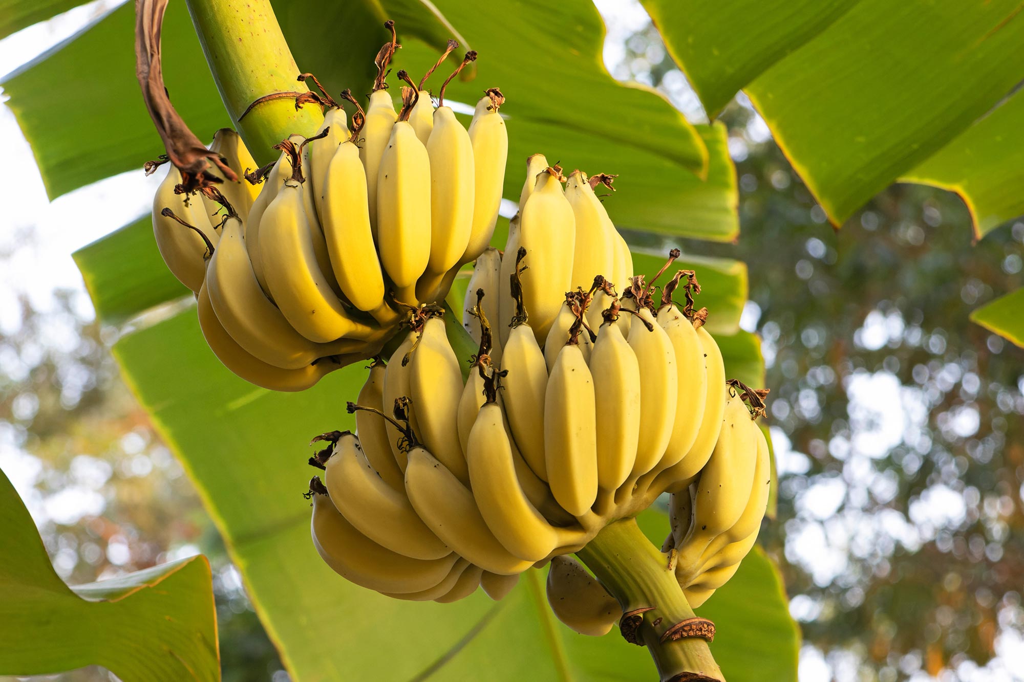 Hidden Risk in a Common Fruit: Bananas Contaminated by Mining Disaster