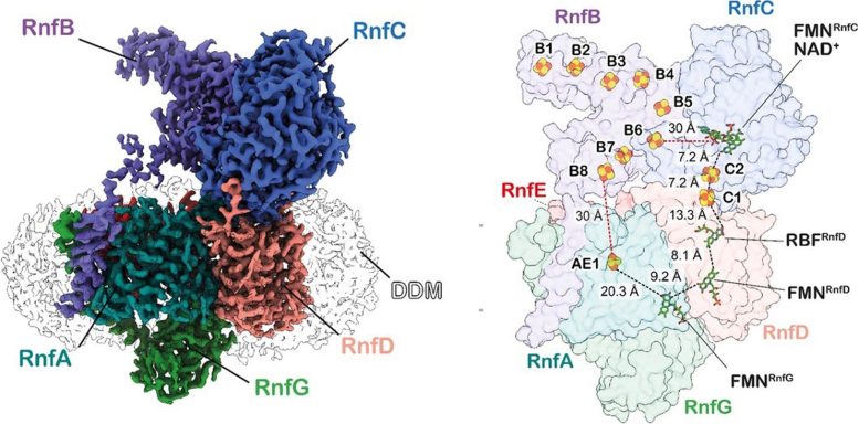 Rnf Complex of Acetobacterium woodii