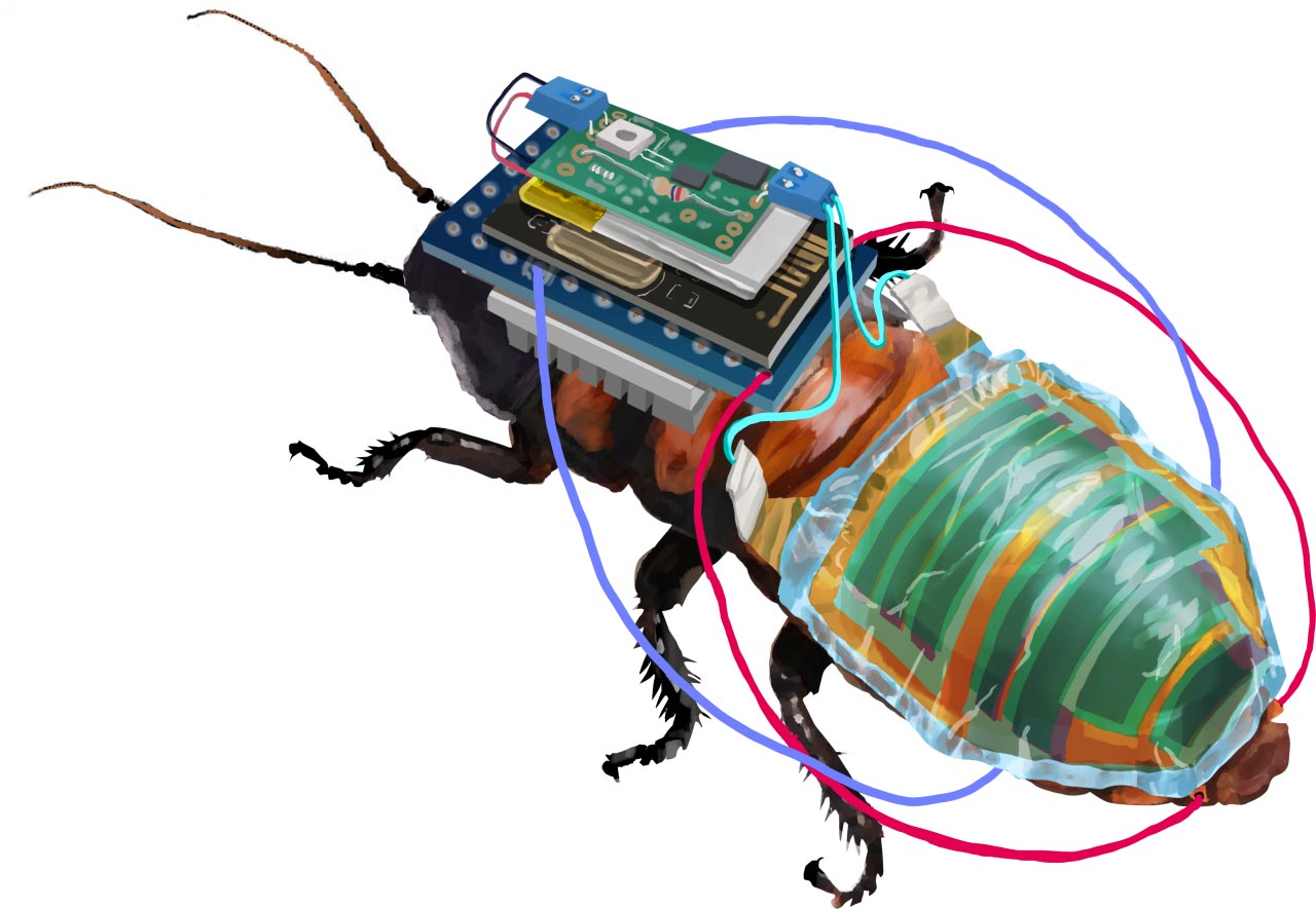 日本の科学者が遠隔操作のサイボーグ ゴキブリを作成