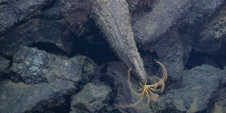 Scientists Uncover Giant Lava Fields From an Active Underwater Volcano