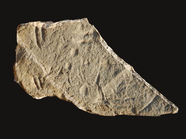 Rock Slab With the Earliest Evidence for Deep Sea Vertebrates