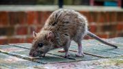 Rodent Rat Outside