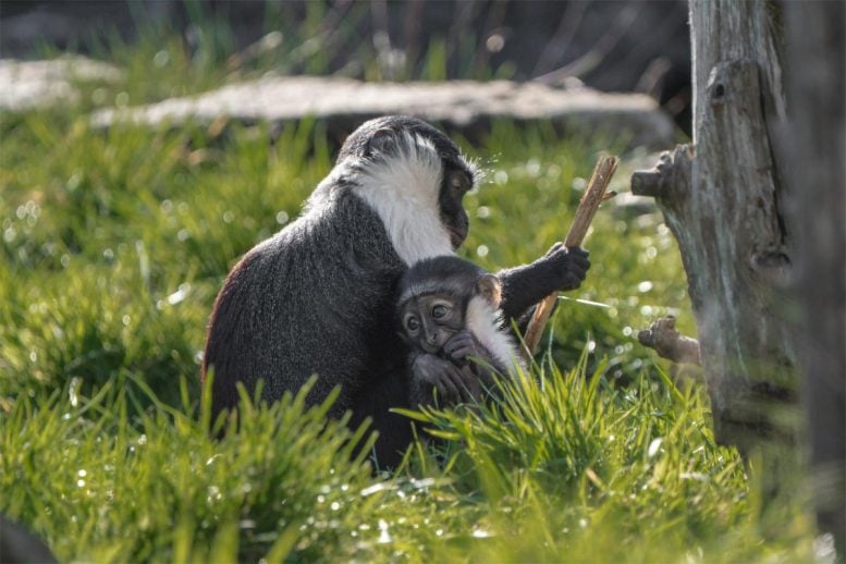 Roloway Monkey With Child