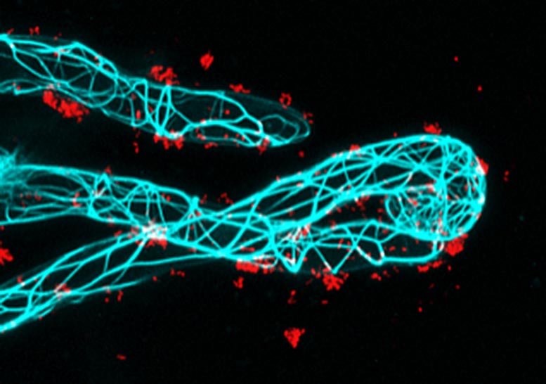 Root Hair Grows Around Symbiotic Bacteria