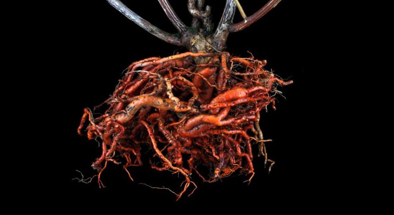 Root Medicinal Plant Tripterygium wilfordii