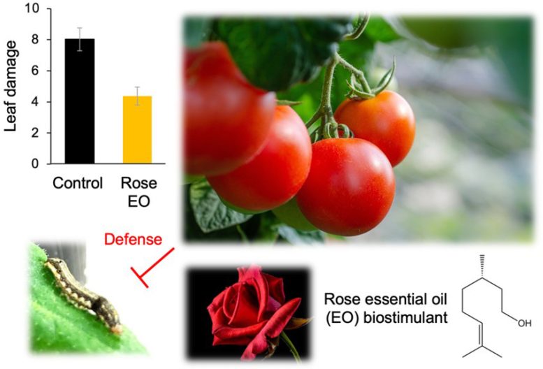 שמן אתרי ורד משפר את ההגנה על מזיקים בצמחים גרפי