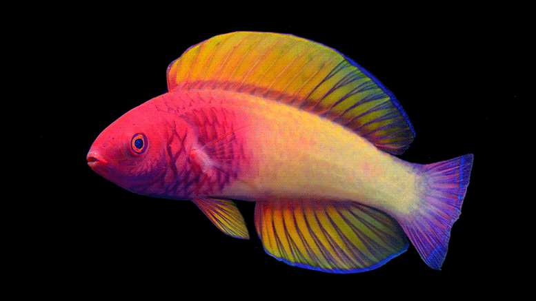 Amazing New Species of Fish Uncovered: The Rose-Veiled Fairy Wrasse