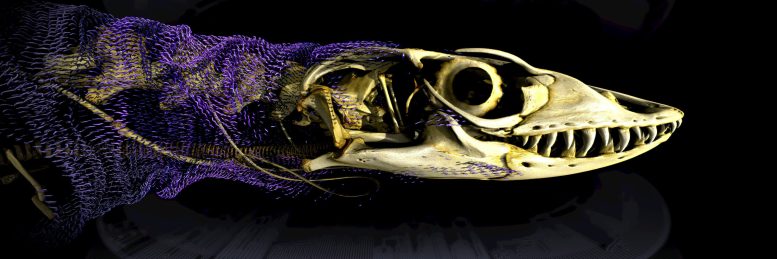 Rosenberg&rsquo;s Goanna With Skin Bones Visible in Purple