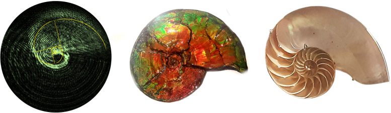 Rotatum Nautilus