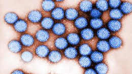 Rotavirus Particles