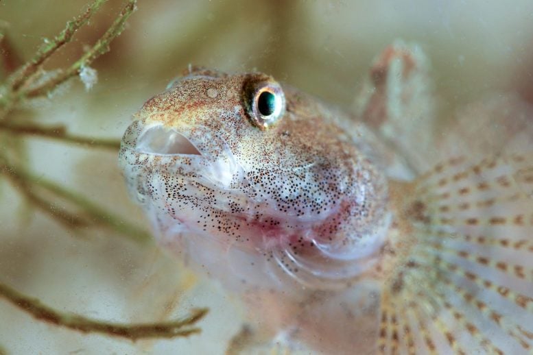 Round Goby Fish (Neogobius melanostomus)