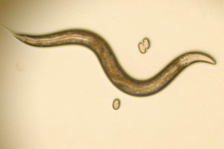 Roundworm C. elegans