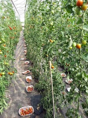 Rows of Tomato Plants