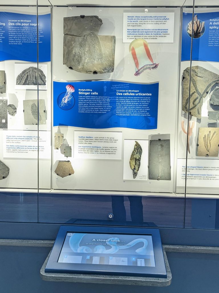 Royal Ontario Museum Jellyfish Fossil Display