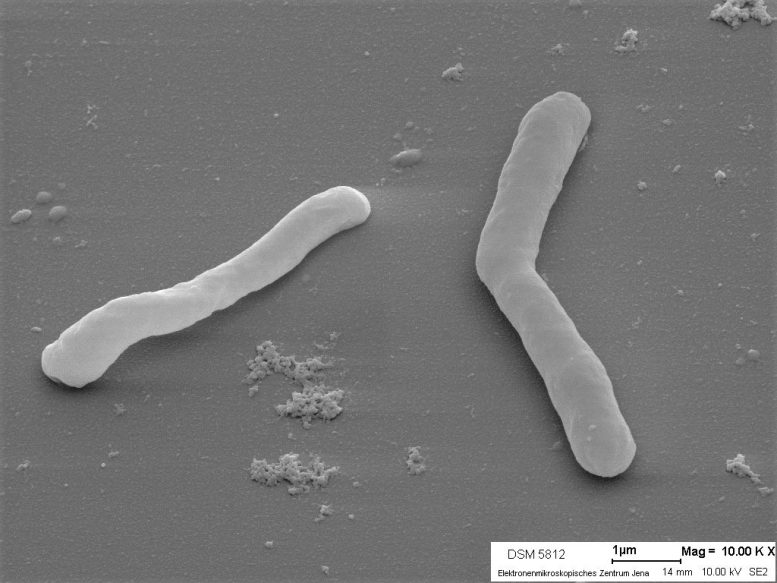 Ruminiclostridium cellulolyticum