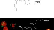 RvD5 Stimulates White Blood Cells