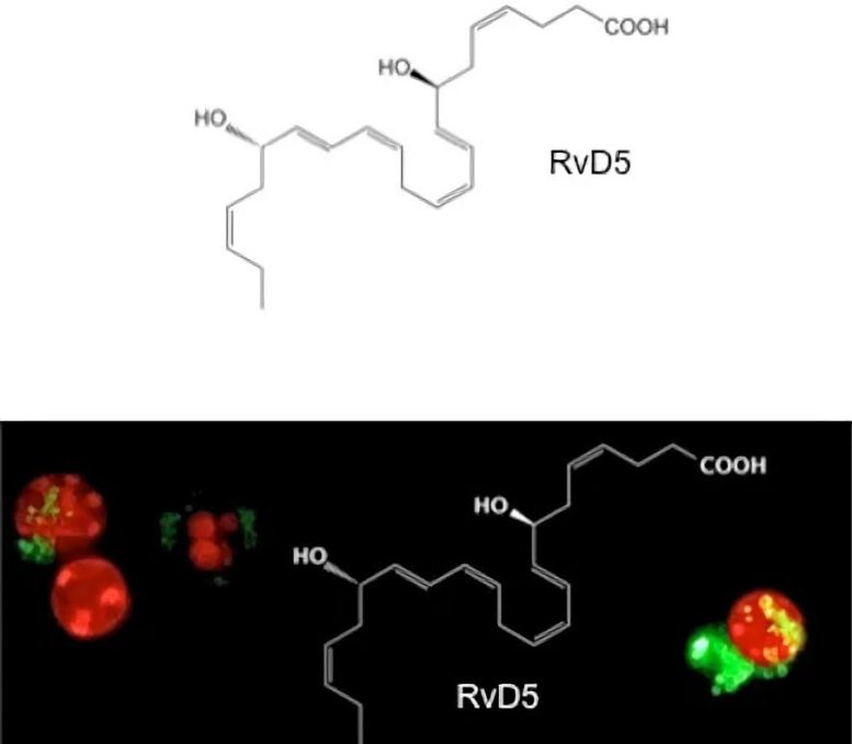 RvD5 Stimulates White Blood Cells