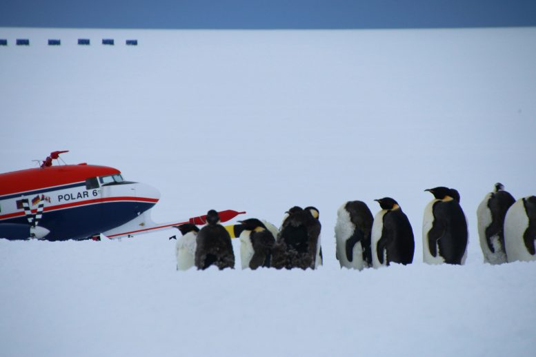 SANAT Flight Campaign Penguins