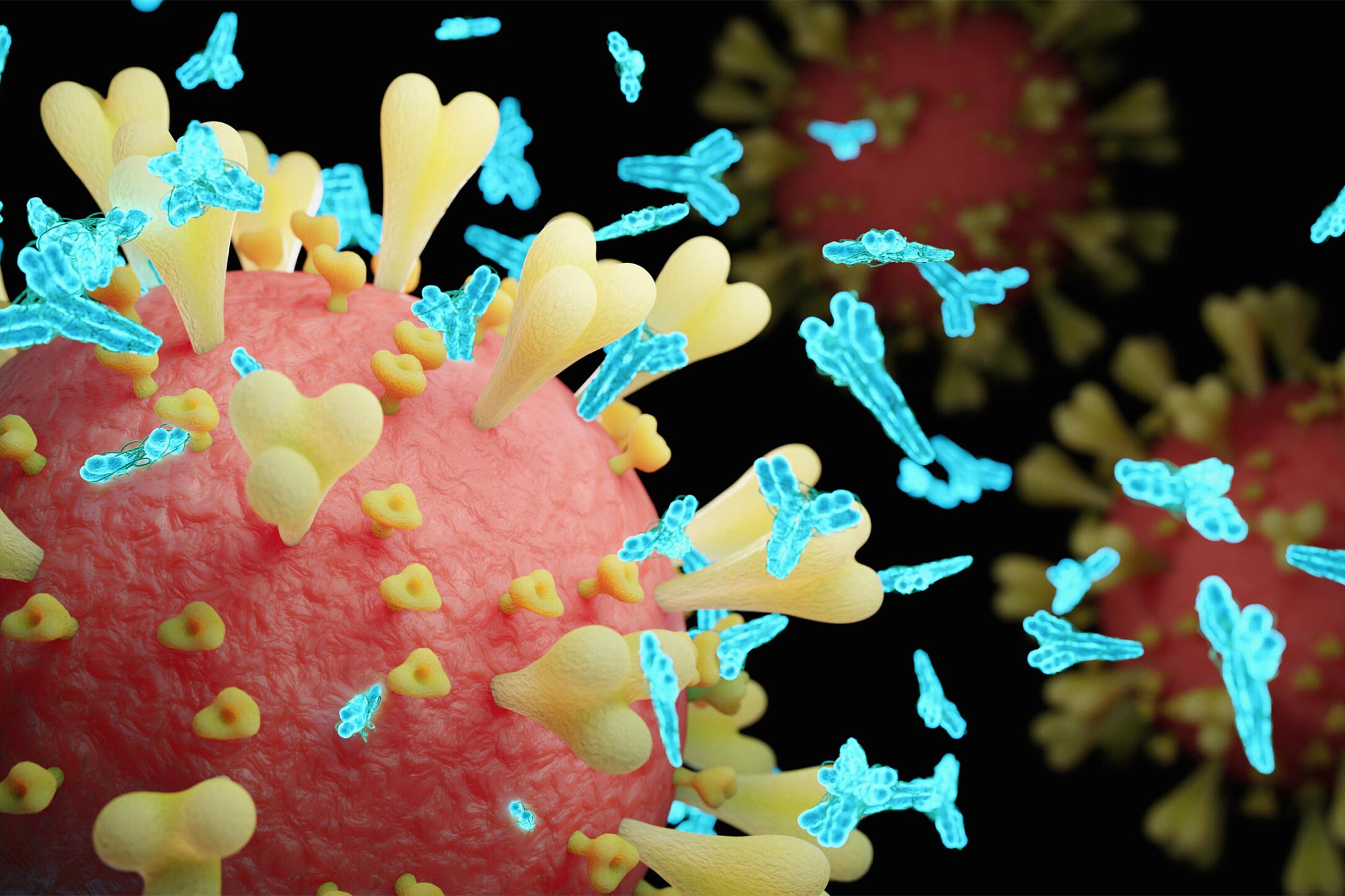 Exposure to Harmless Coronaviruses Boosts COVID-19 Immunity - SciTechDaily
