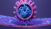 SARS-CoV-2 Infects Human Cell