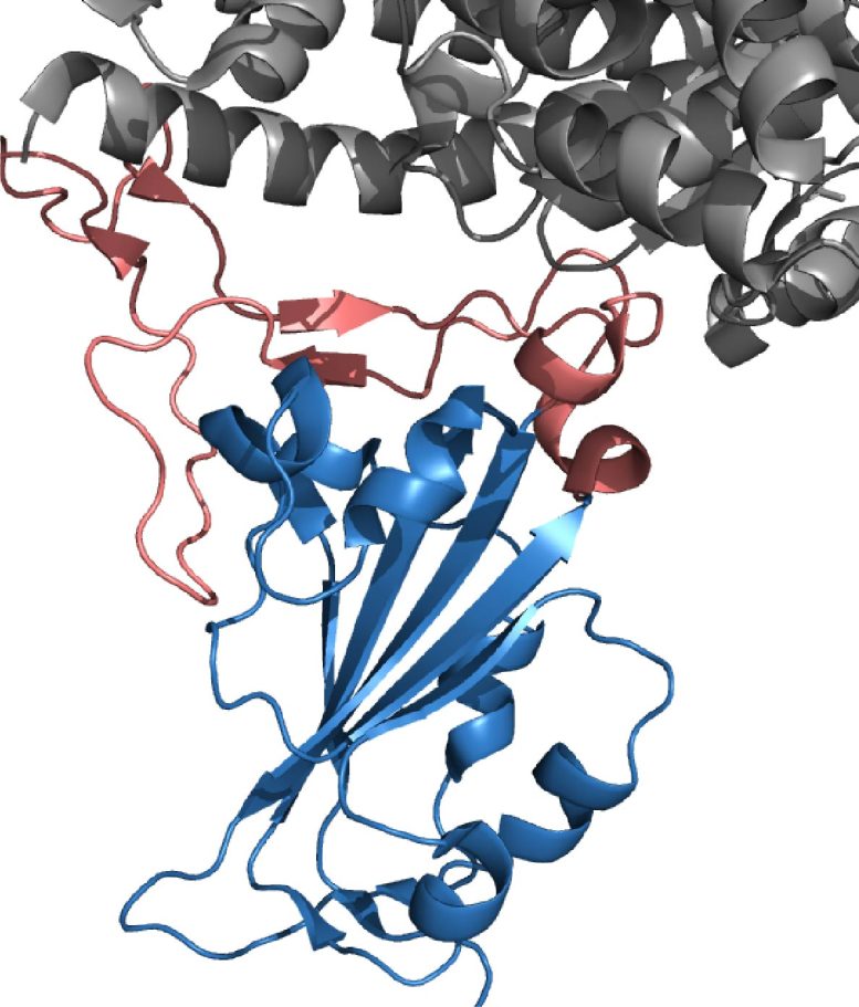 SARS-CoV-2 Receptor-Binding Domain