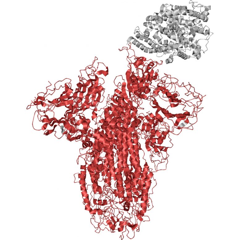 SARS-CoV-2 Spike Glycoprotein
