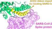SARS-CoV-2 Spike Protein ACE2 Receptor Interaction