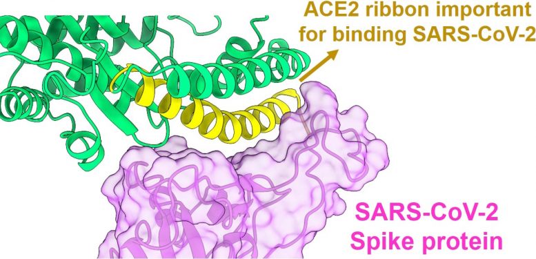 SARS-CoV-2 Spike Protein ACE2 Receptor Interaction