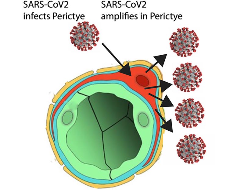SARS-CoV-2 Spreading Through Blood Vessels