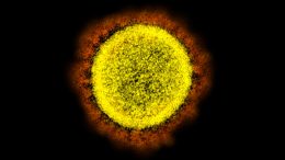 SARS-CoV-2 Virus Particle