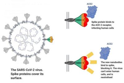 viral spike protein