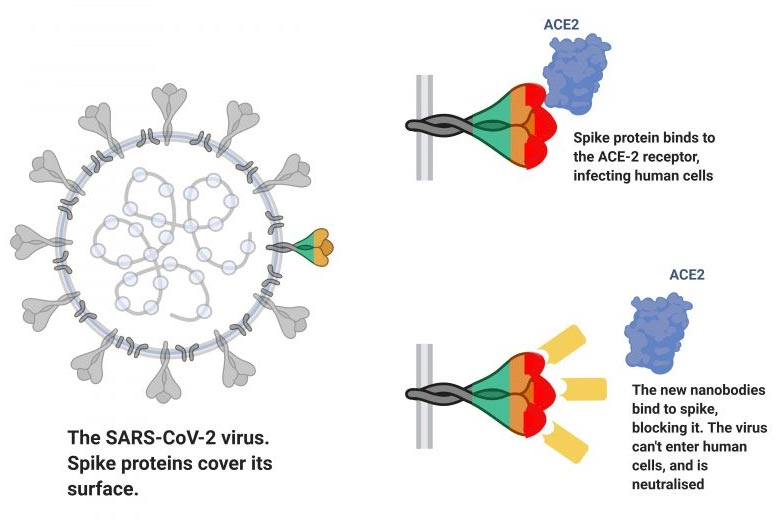 SARS-CoV-2 Virus Spike Protein 