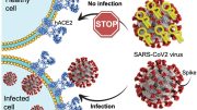 SARS-CoV-2 Virus Spike Recognizes hACE2 Protein