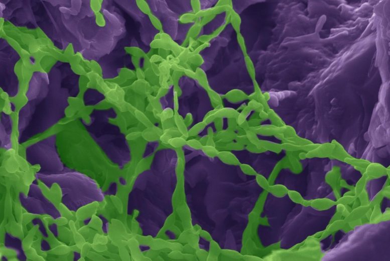 SEM Micrograph Microorganisms Gypsum Rock