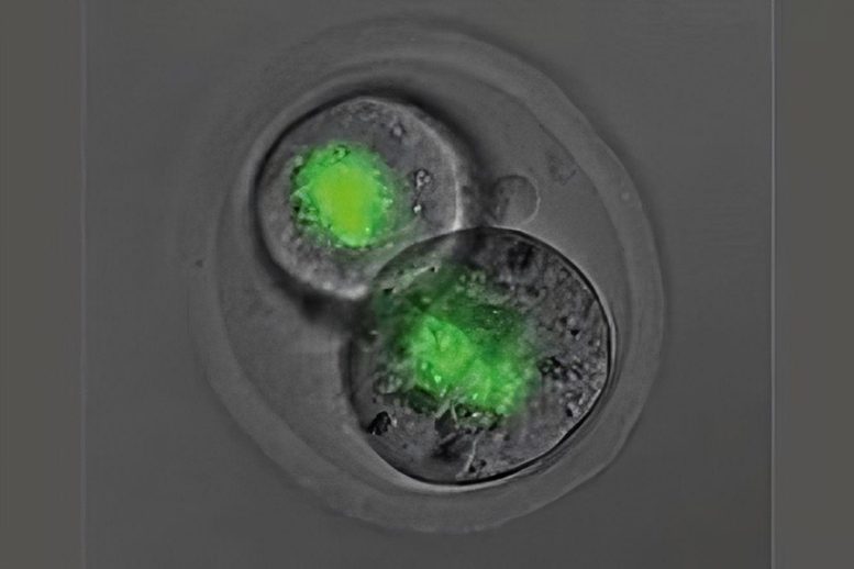 SMCHD1 Embryo